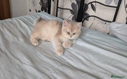 British Shorthair cats for sale: One lovely girl and three handsome boys  - Image 26