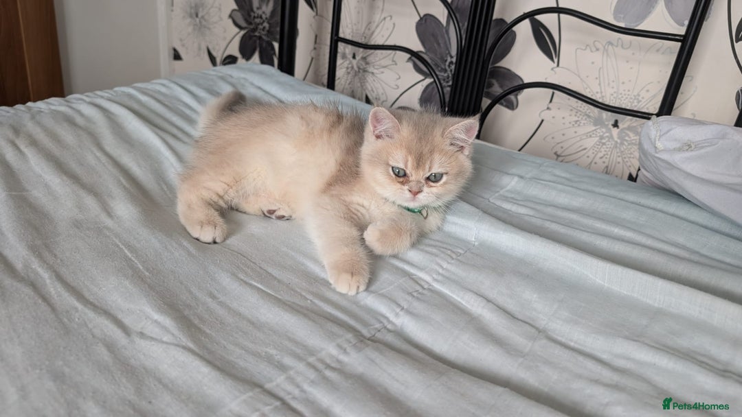 British Shorthair cats for sale: One lovely girl and three handsome boys  - Image 26