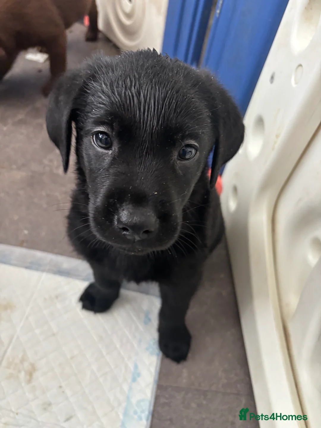 Labrador Retriever dogs for sale: Labrador puppies  - Advert 8