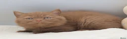 British Shorthair cats for sale: PEDIGREE BRITISH SHORTHAIR KITTENS - Advert 1
