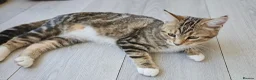 Siberian cats for sale: Stunning half Siberian kittens ready to be rehome. - Advert 11