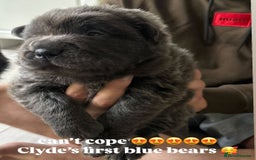 Shar Pei dogs for sale: Stunning litter of kc reg Shar Pei puppies  - Image 1