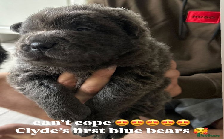 Shar Pei dogs - Advert 1