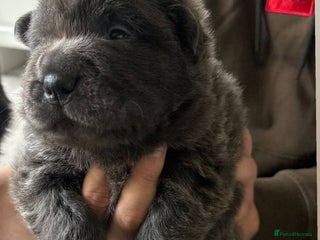 Shar Pei dogs - Advert 2