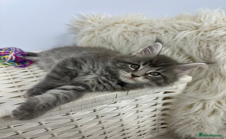 Maine Coon cats - Advert 15
