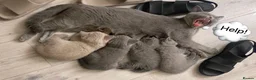 British Shorthair cats for sale: Lovely British Shorthair kittens for sale! - Advert 31