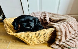 Cocker Spaniel dogs for sale:  (LAST 1) 2beautiful cocker spaniels left out of 7 - Image 4