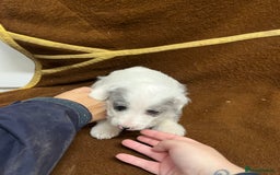 Jackapoo dogs for sale: Beautiful Jackapoo Puppies, READY NOW - Image 24