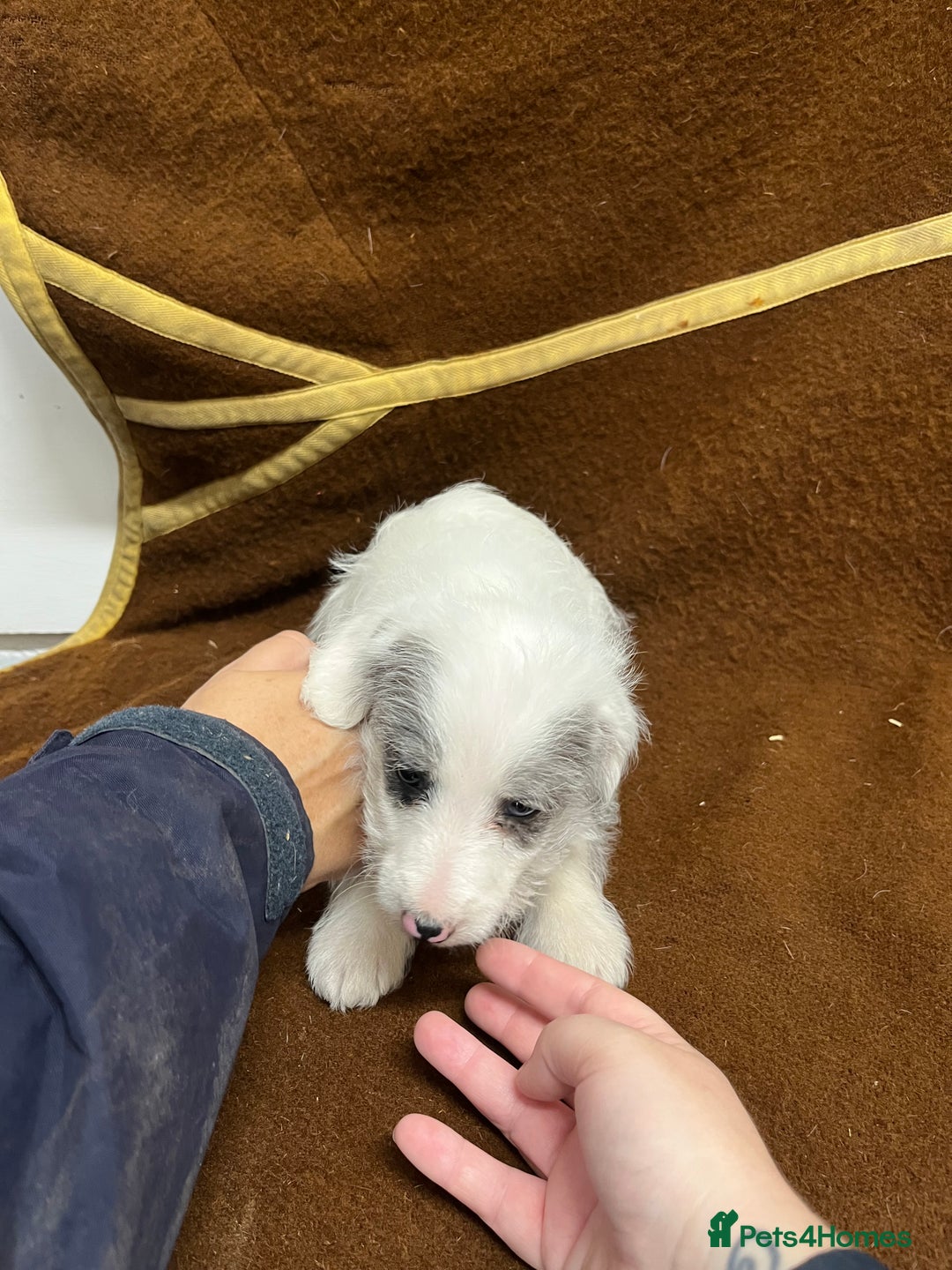 Jackapoo dogs for sale: Beautiful Jackapoo Puppies, READY NOW - Image 24