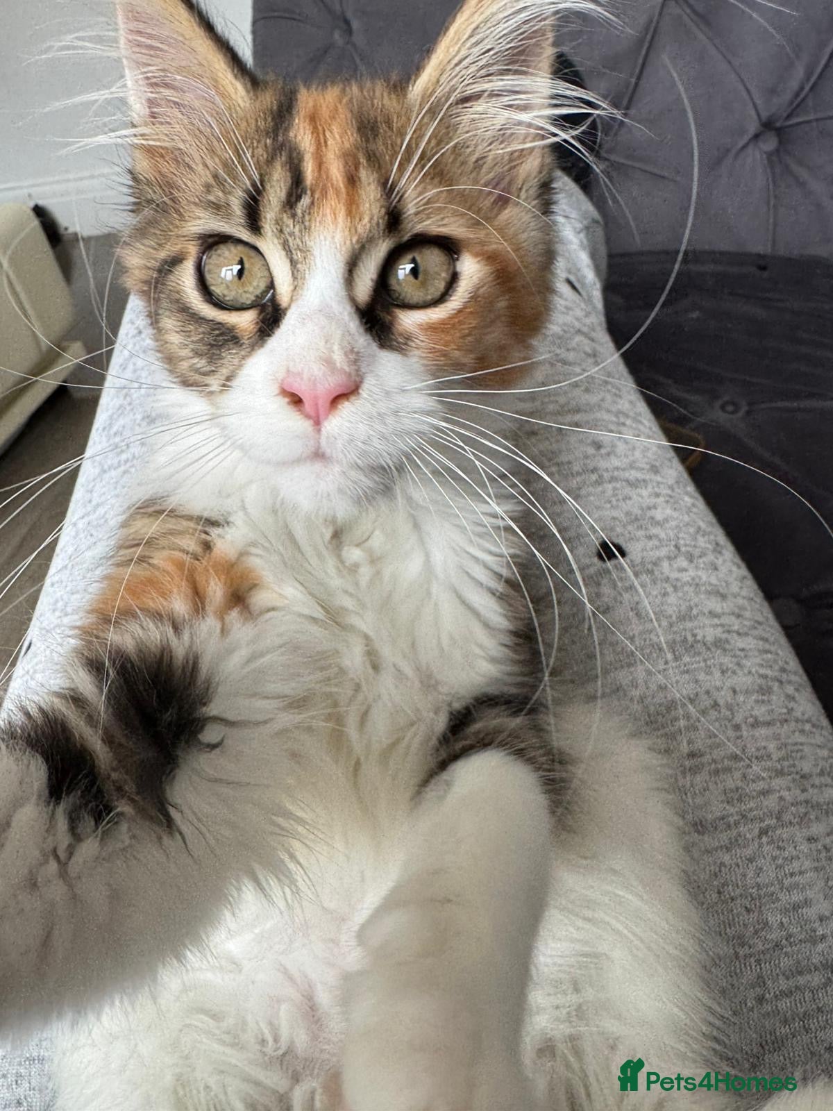 Maine Coon cats 1 left Registered MaineCoon whit passport for sale - Advert 8