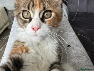 Maine Coon cats 1 left Registered MaineCoon whit passport for sale - Advert 8