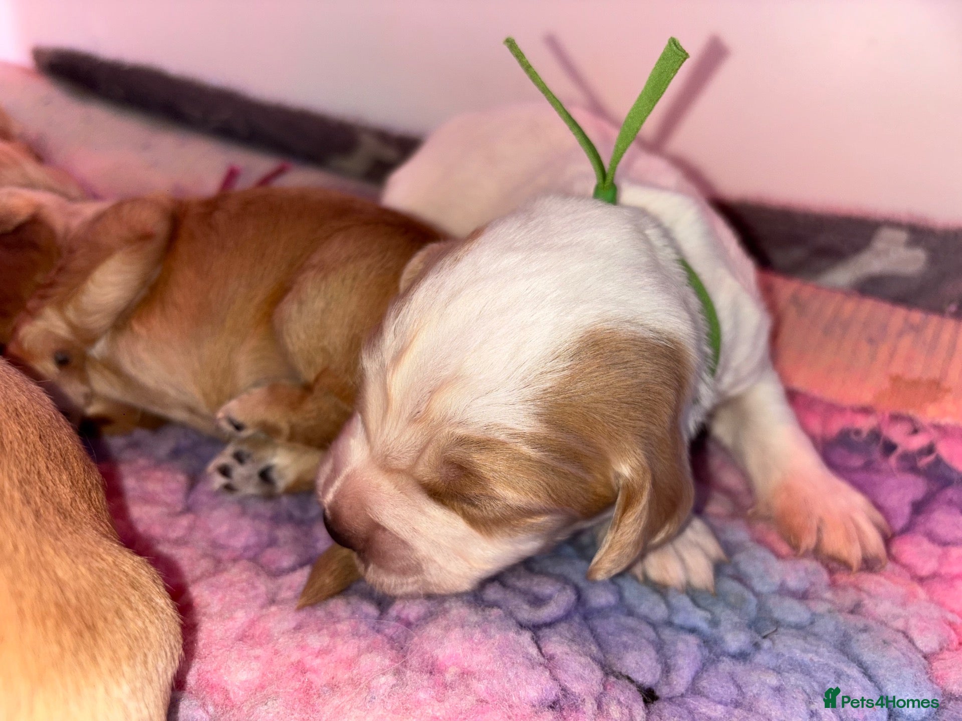 Cocker Spaniel dogs KC working cocker puppies 🖤girl & ❤️boy left - Advert 2