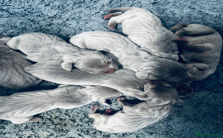 Weimaraner dogs - Advert 1