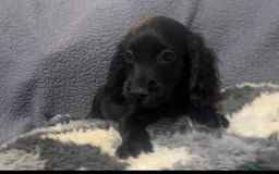 Cocker Spaniel dogs for sale: Roan cocker spaniels (blue eyes) - Image 3
