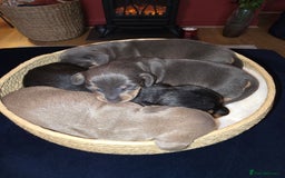 Miniature Dachshund dogs for sale: Miniature Shorthaired Dachshund  - Image 7