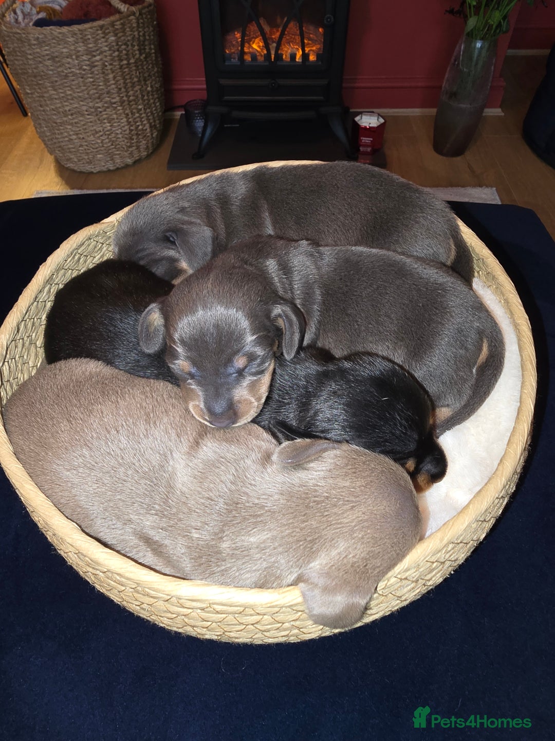 Miniature Dachshund dogs for sale: Miniature Shorthaired Dachshund  - Image 7