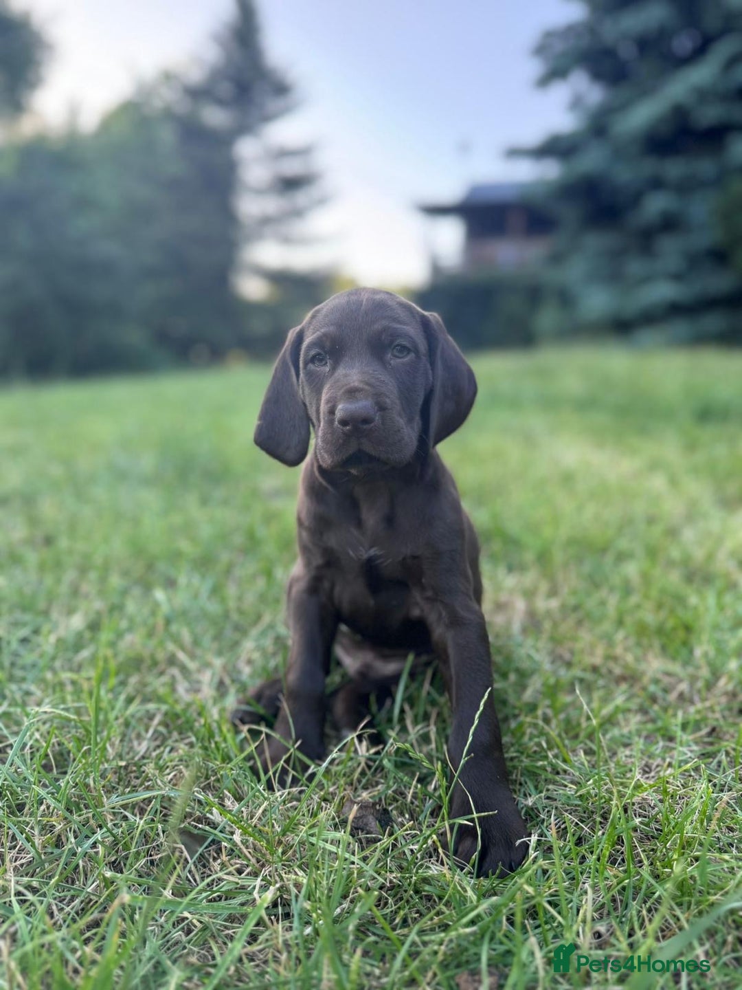German Shorthaired Pointer dogs for sale: Mrs Dorota Sadowska - Image 3