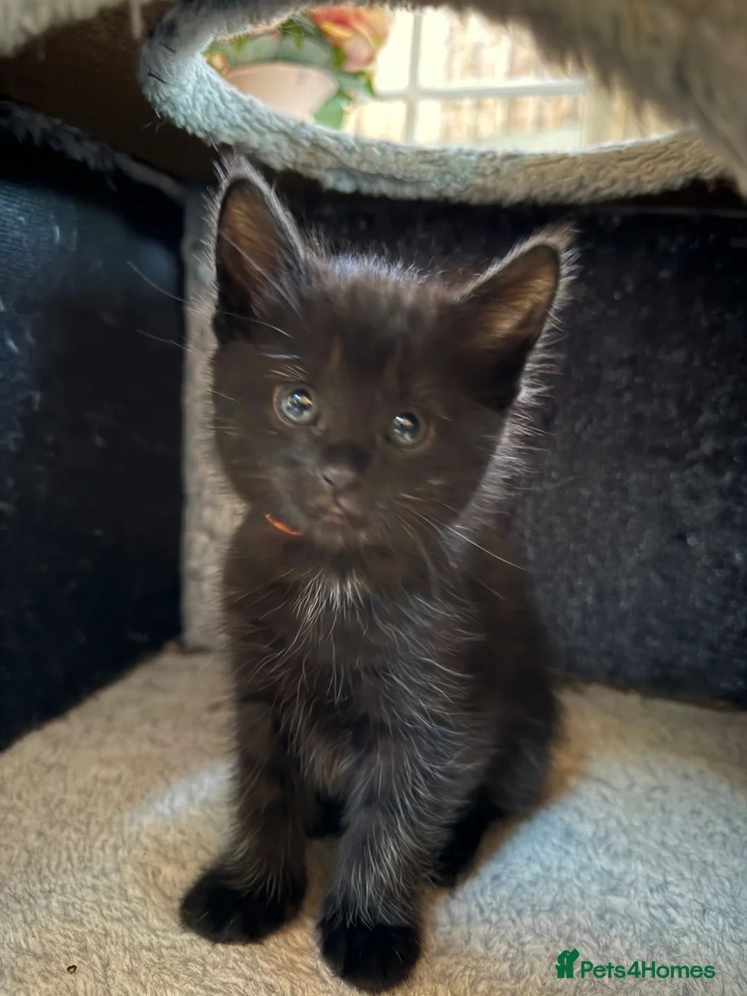 Maine Coon cats for sale: Maine coon mixed kittens - Advert 1