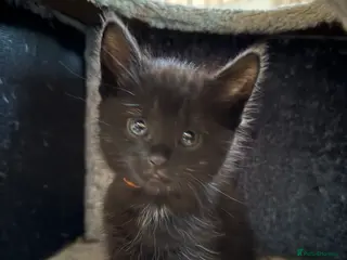 Maine Coon cats Maine coon mixed kittens - Advert 4