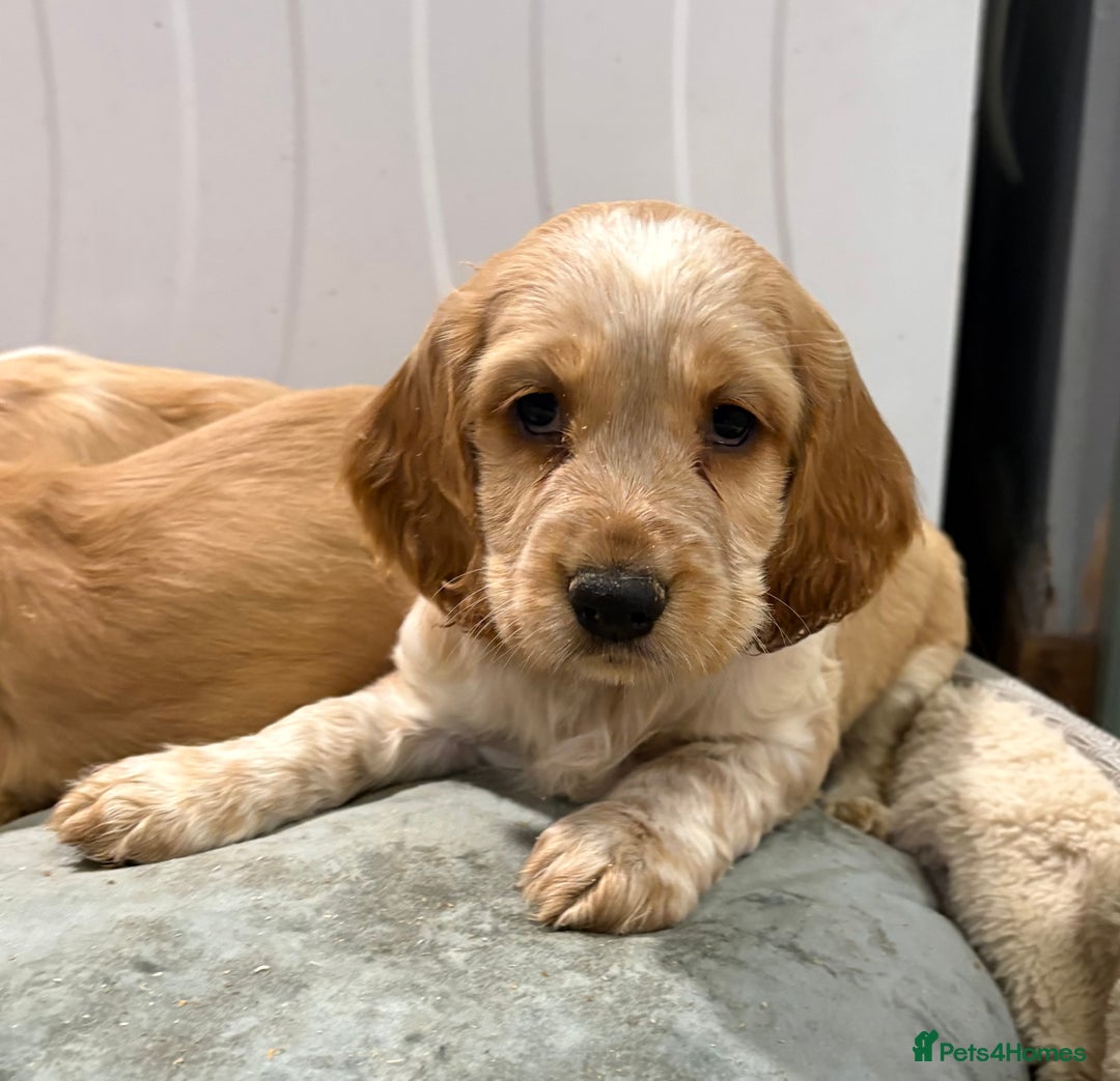 Cocker Spaniel dogs for sale: Cocker Spaniel Litter - Advert 5