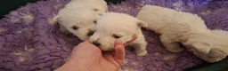 West Highland Terrier dogs for sale: Stunning West Highland Terrier Puppies - Advert 16