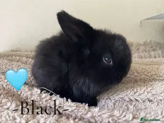 Mini Lop rabbits -One Gorgeous Mini Lop for Sale- - Advert 16