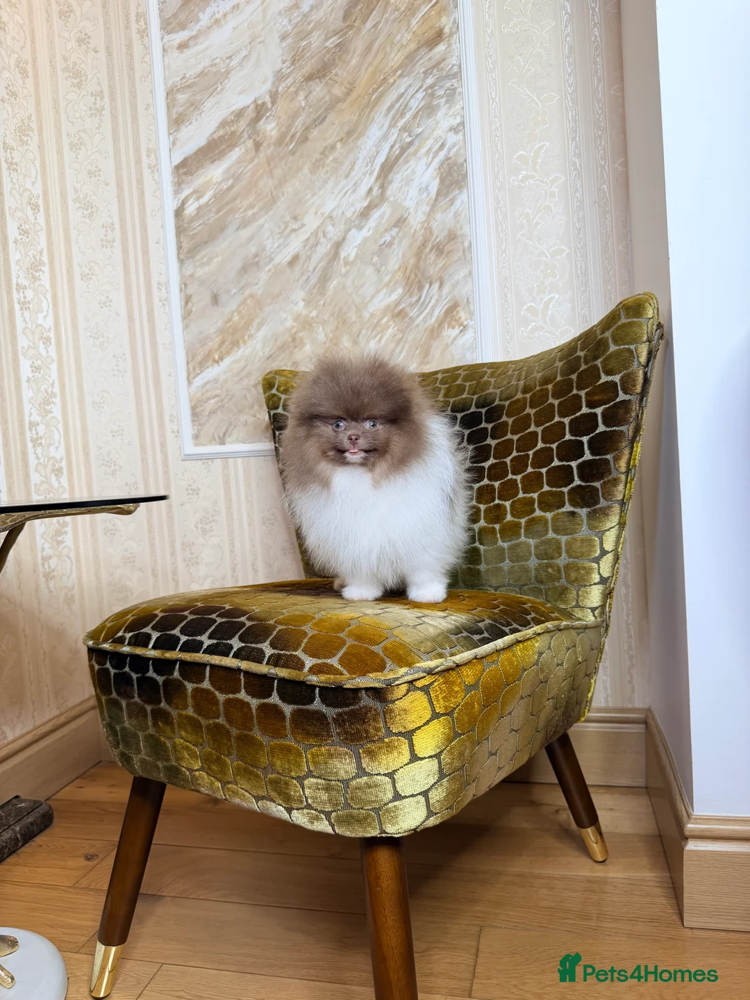 Pomeranian dogs for sale: Cute Pomeranian Boys and Girls  - Advert 25