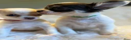 Chihuahua dogs for sale: KC Regd Chihuahua Pups parents fully health tested - Advert 9