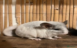 Chinchilla rodents for sale: 2 female chinchillas 1 black and 1 white  - Advert 3