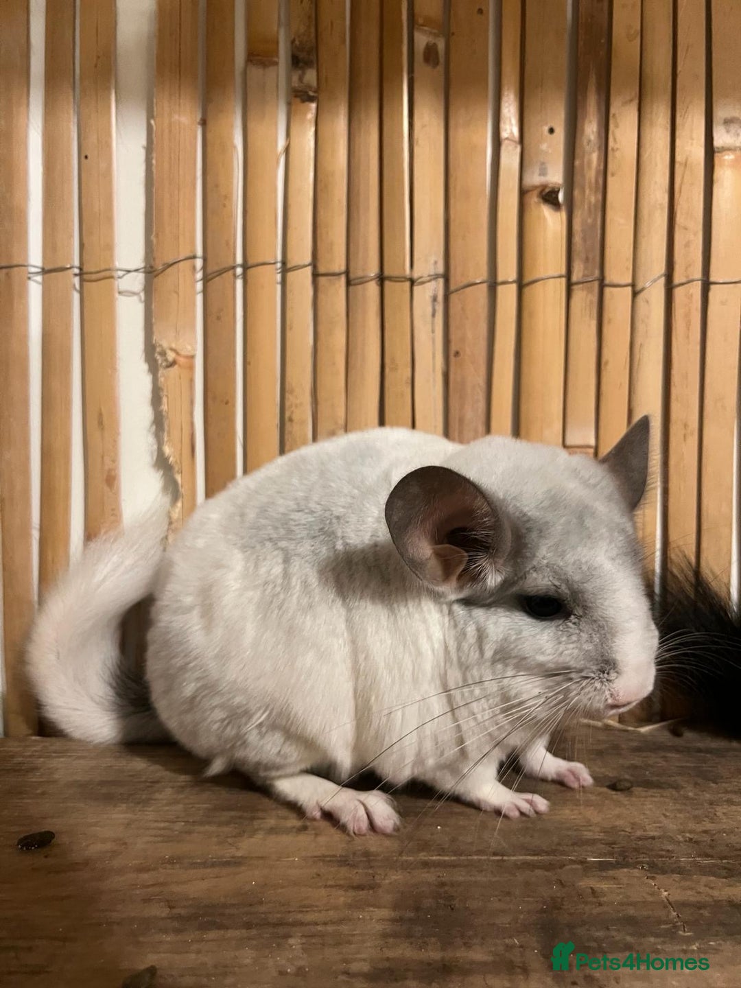 Chinchilla rodents for sale: 2 female chinchillas 1 black and 1 white  - Advert 3