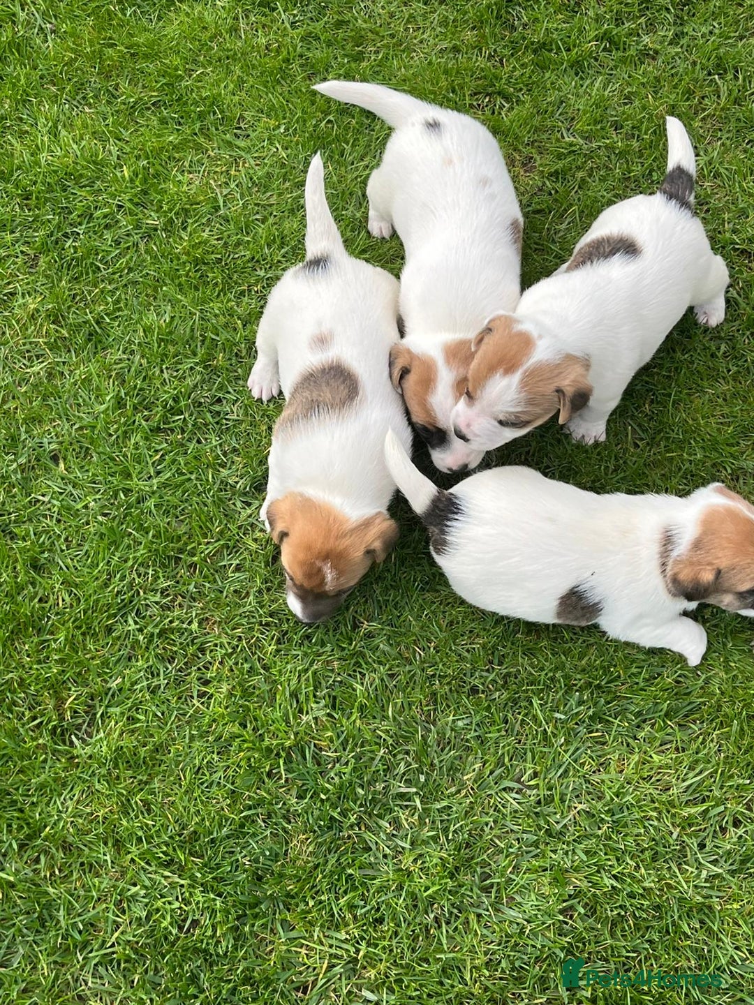Jack Russell dogs for sale: Jack Russell puppies  - Image 7