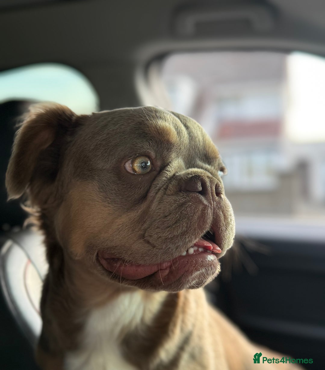 French Bulldog dogs for sale: 🔥Outstanding Quality Fluffy Frenchies🔥 - Advert 4