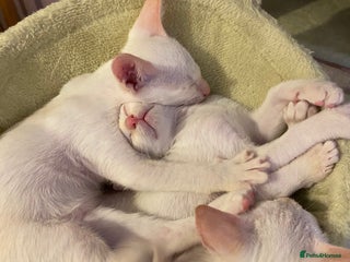 Siamese cats Siamese kittens for sale - Advert 2