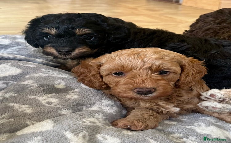 Cavapoo dogs - Advert 1