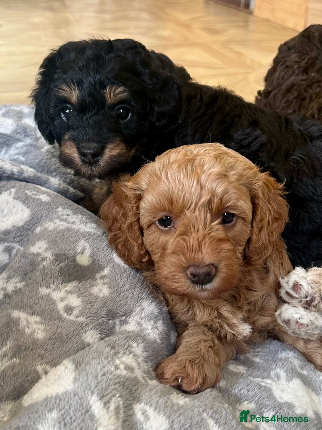 Cavapoo dogs for sale: Beautiful F1b cavapoo puppies - Image 1