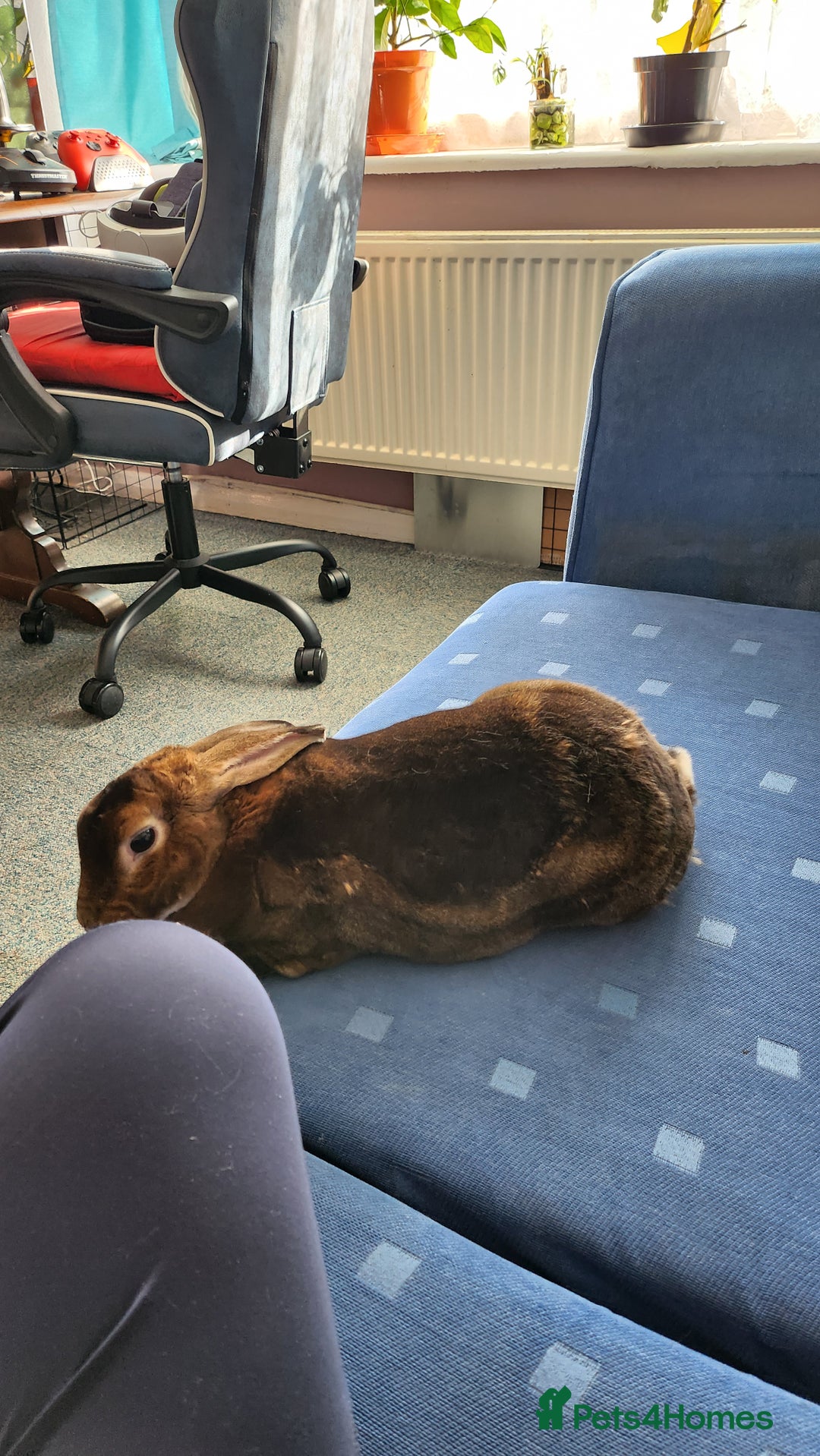 Rex rabbits for sale: Looking for a good Home only for Merlin - Image 1