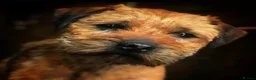 Border Terrier dogs for stud: SLEM CLEAR BORDER TERRIER in London - Advert 3