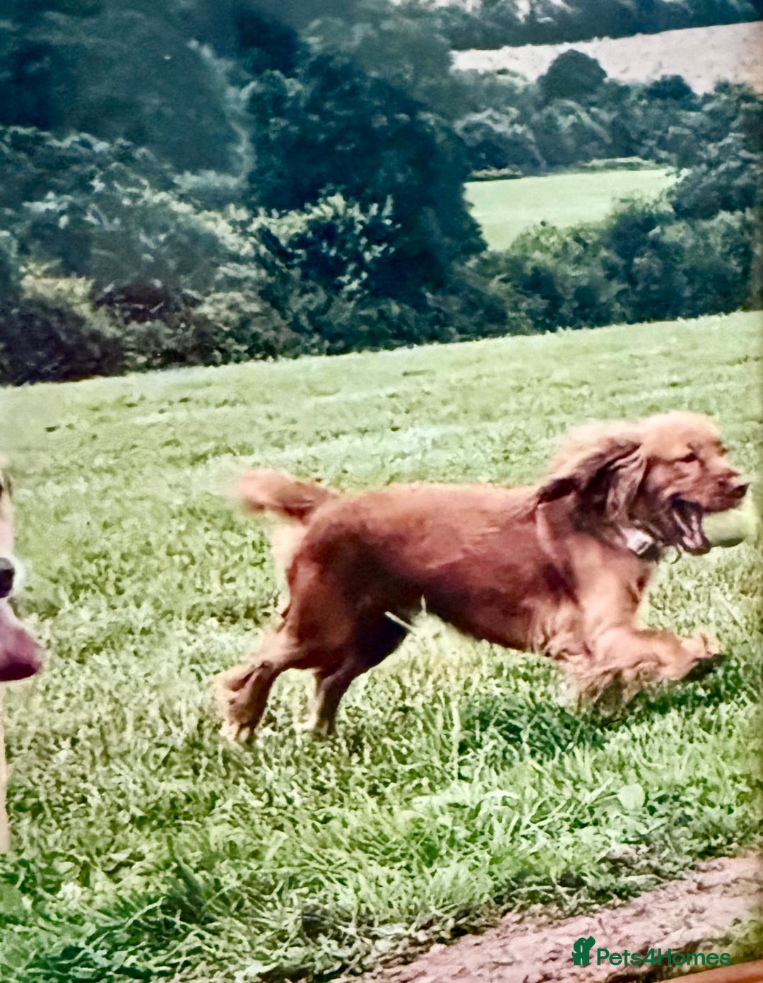 Cocker Spaniel dogs for sale: 🐶💕Newborn baby cockers💕🐶 - Image 6
