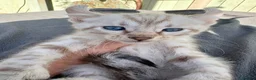 Keetso cats for sale: Awesome litter of polydactyl snow leopard Keetsos  - Advert 11