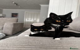 British Shorthair cats for sale: British shorthair cross brother and sister - Image 5