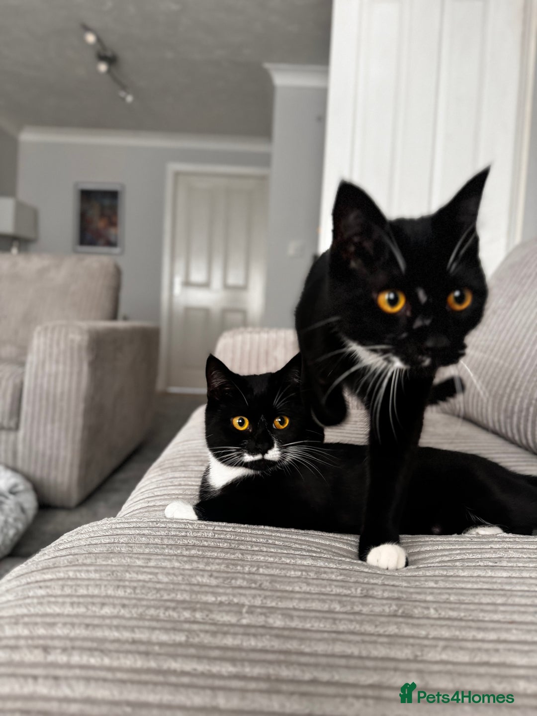 British Shorthair cats for sale: British shorthair cross brother and sister - Image 5