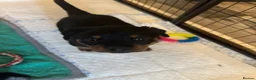 Rottweiler dogs for sale: Beautiful Rottweiler puppies  in Mablethorpe - Advert 24