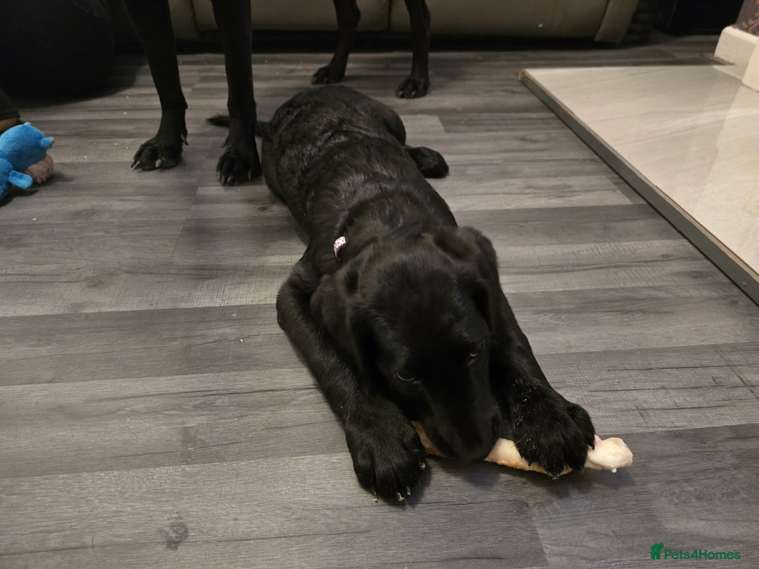 Labradoodle dogs for sale: Little girl Labradoodle  - Advert 7