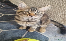 Dwelf cats for sale: 2 sweet kittens  - Image 9