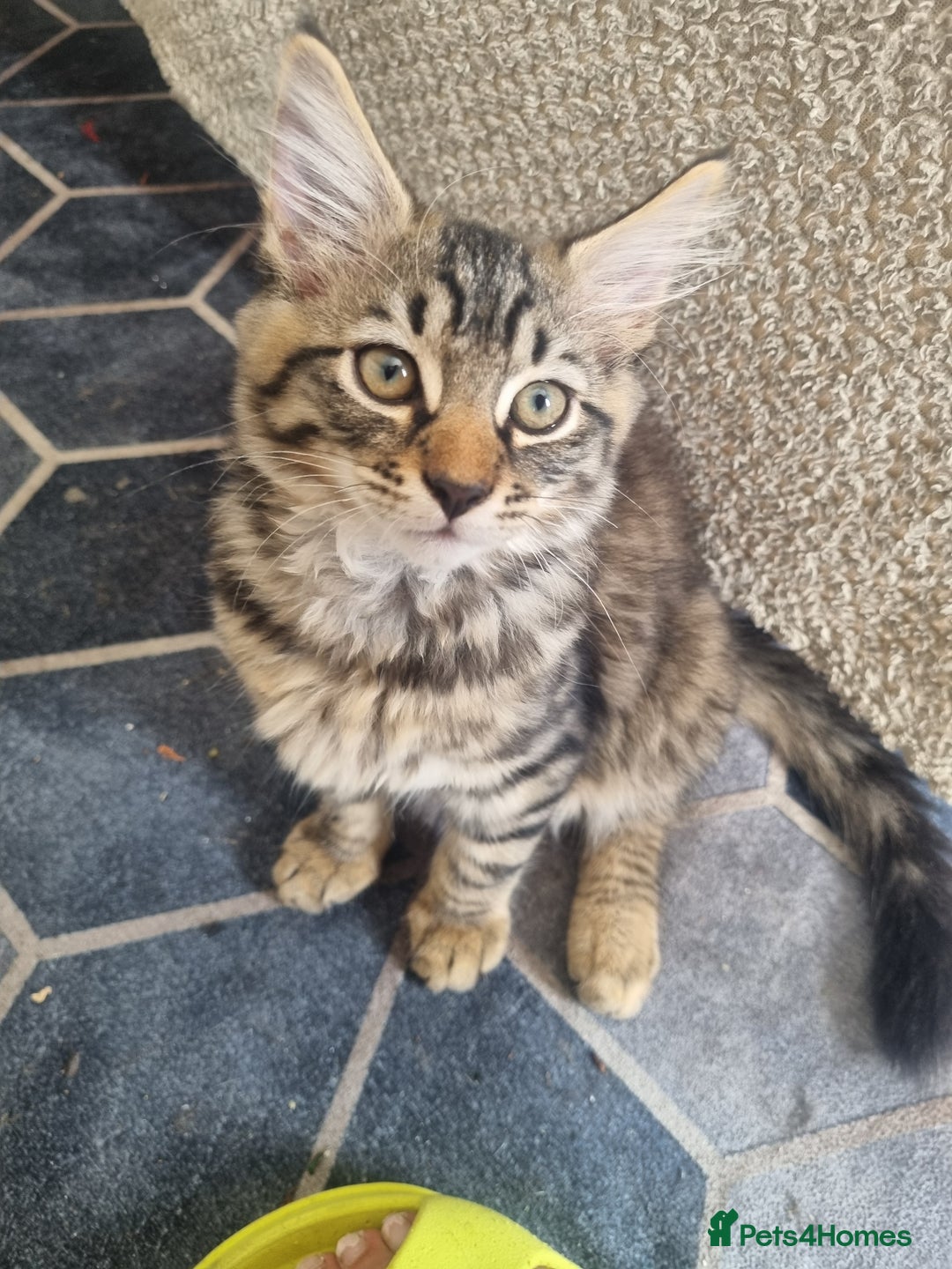 Dwelf cats for sale: 2 sweet kittens  - Image 9