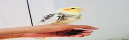 Cockatiels birds for sale: Beautiful hand tamed cockatiels for sale. - Advert 12