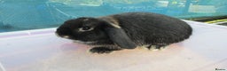 Mini Lop rabbits for sale: 3 Young Mini Lops - Advert 5