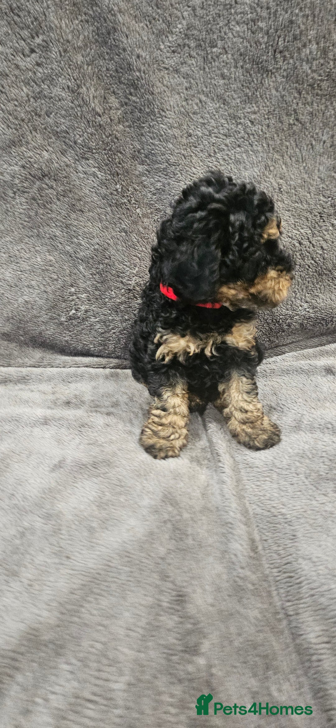 Toy Poodle dogs for sale: Beautiful Toy Poodle Puppies - Advert 22