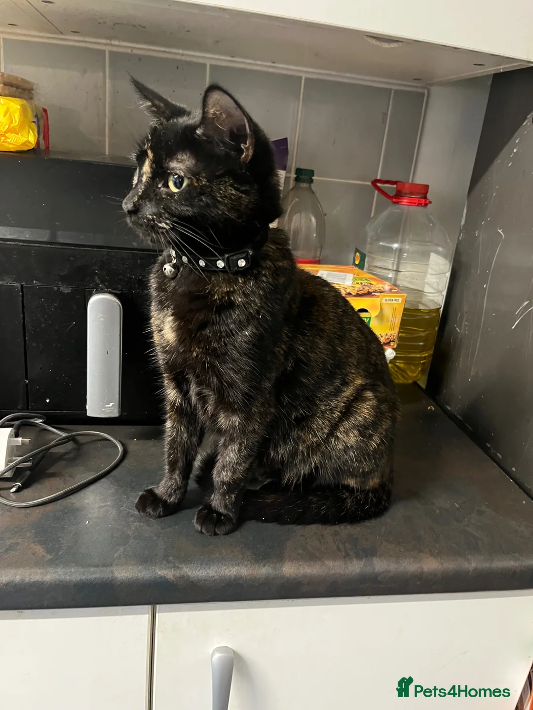 Mixed Breed cats for sale: 🐾 Gorgeous Tortoise shell Female 🐾 - Advert 4