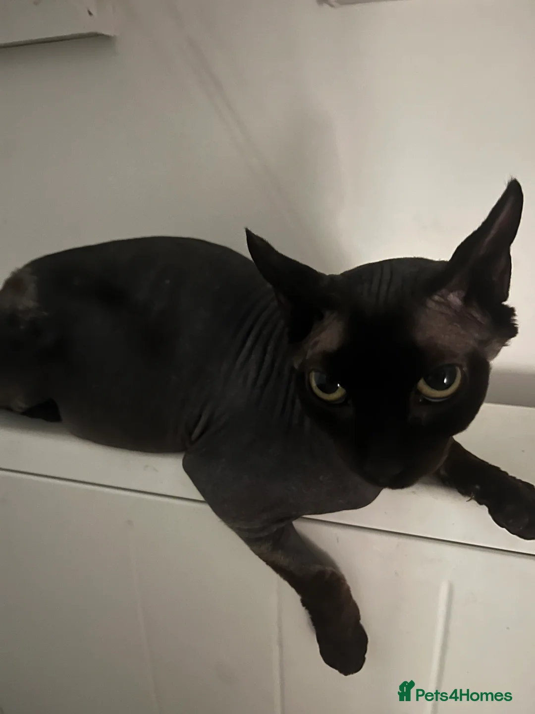 Sphynx cats for sale: Looking for new home  - Advert 2